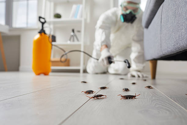 Post-Treatment Bed Bug Interceptor Monitoring in Oak Grove Heights